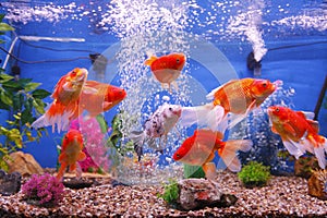 Goldfish fish tank