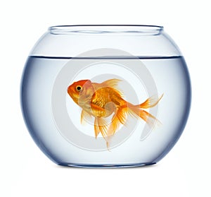 Goldfish in a fishbowl photo