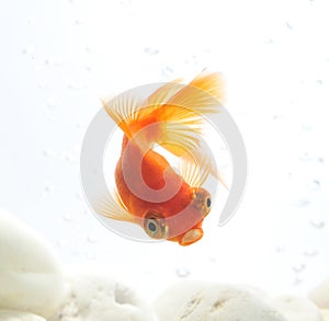 Goldfish in fishbowl