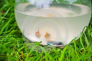 Goldfish in a fishbowl