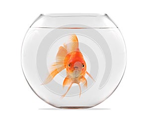 Goldfish floating in glass sphere