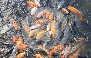 The goldfish is a freshwater fish in the family Cyprinidae of order Cypriniformes