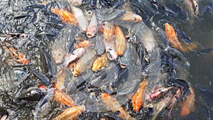 The goldfish is a freshwater fish in the family Cyprinidae of order Cypriniformes