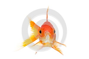 Goldfish front view isolated on white