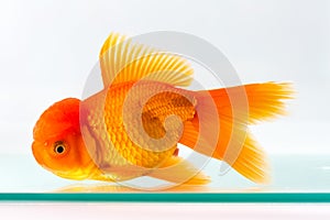 Goldfish in glass fish tank