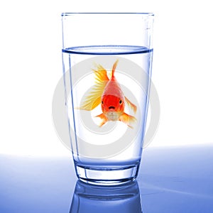 Goldfish in glass water