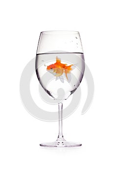 Goldfish in a glass of wine with water isolated on a white backg