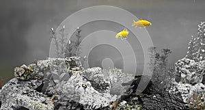 Goldfish goldfishes in many colors swimming in a jar