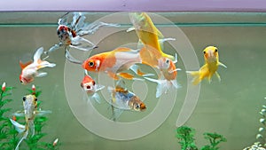 Goldfish goldfishes in many colors swimming in a jar