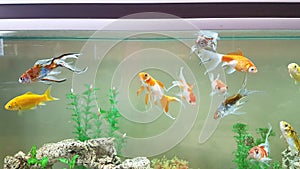 Goldfish goldfishes in many colors swimming in a jar