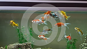 Goldfish goldfishes in many colors swimming in a jar