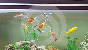 Goldfish goldfishes in many colors swimming in a jar