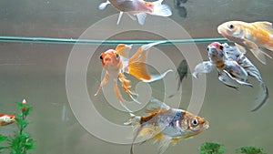 Goldfish goldfishes in many colors swimming in a jar