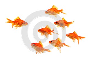 Goldfish group leader