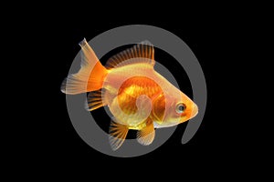 Goldfish isolated on black background. Goldenfish isolated on black background. Thailand