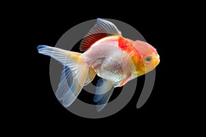 Goldfish isolated on black background. Goldenfish isolated on black background. Thailand