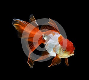 goldfish isolated on a dark black background