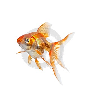 Goldfish isolated on transparent background