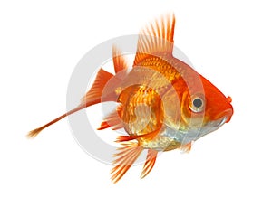 Goldfish isolated on white