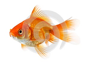 Goldfish isolated on white
