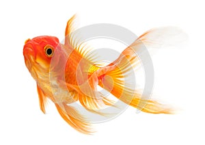 Goldfish photo