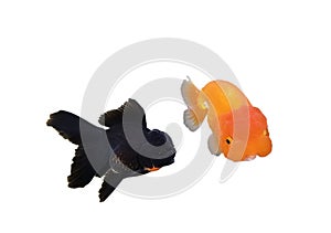 Goldfish isolated on white background. Goldenfish isolated on white background