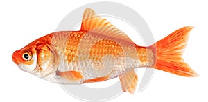 Goldfish isolated on white background. Goldfish side view