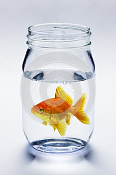 Goldfish In Jar photo