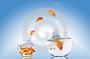 Goldfish jump