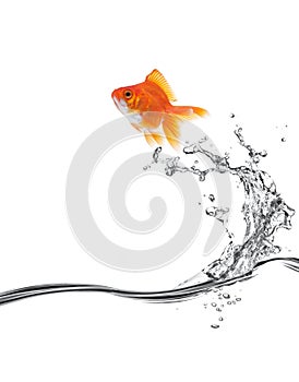 Goldfish jump