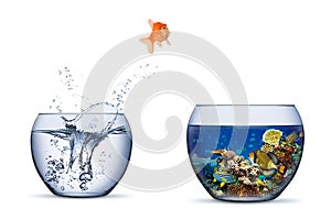 Goldfish jump out of bowl into coral reef paradise fish change chance freedom concept isolated background photo