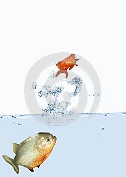 Goldfish jumping