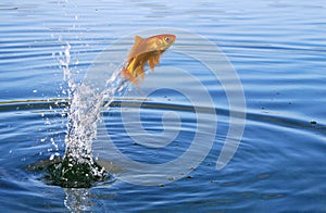 Goldfish jumping