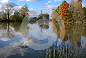 Goldfish jumping