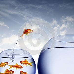 Goldfish jumping