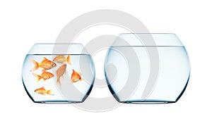 Goldfish Jumping into Another Aquarium, Beautiful 3d Animation Isolated on a White Background, 4K Ultra HD 3840x2160