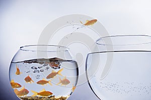 Goldfish jumping from crowded bowl