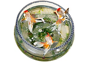 Goldfish jumping out bowl