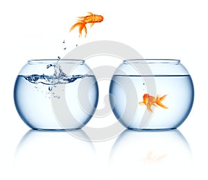 A goldfish jumping out of the fishbowl photo