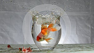 Goldfish jumping out of round fishbowl into freedom