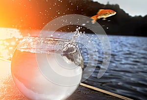 Goldfish jumping out of the water