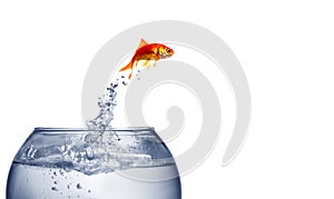 Goldfish jumping out of the water