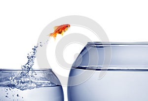 Goldfish jumping out of the water