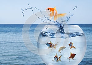 Goldfish jumping out of water and beautiful seascape on background