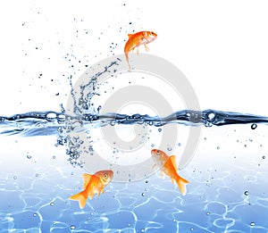 Goldfish jumping out of the water - escape concept