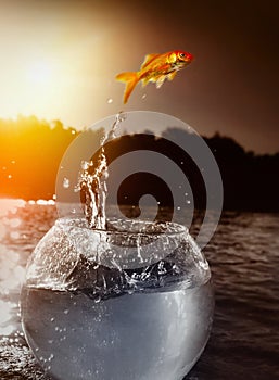 Goldfish jumping out of the water