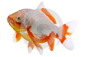 Goldfish known as a comet isolated on white backdrop.