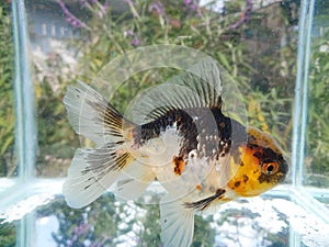 Goldfish koki oranda cappuccino