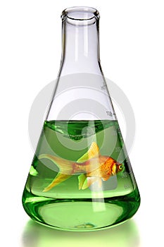 Goldfish in Laboratory Flask