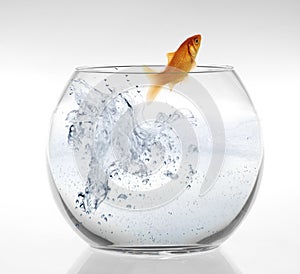 Goldfish leaping out of the water.